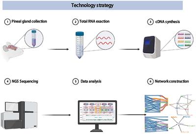 Multiplexed Visualization Method to Explore Complete Targeting Regulatory Relationships Among Circadian Genes for Insomnia Treatment